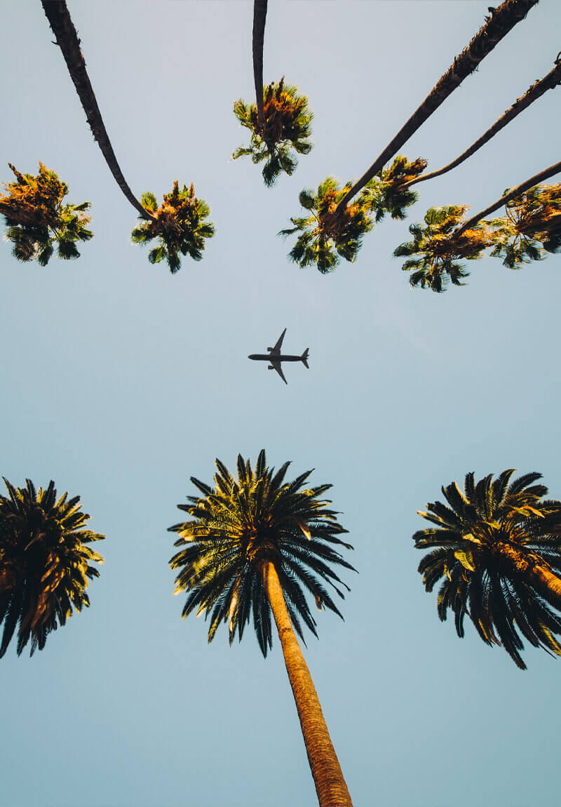 A plane flying over a palm